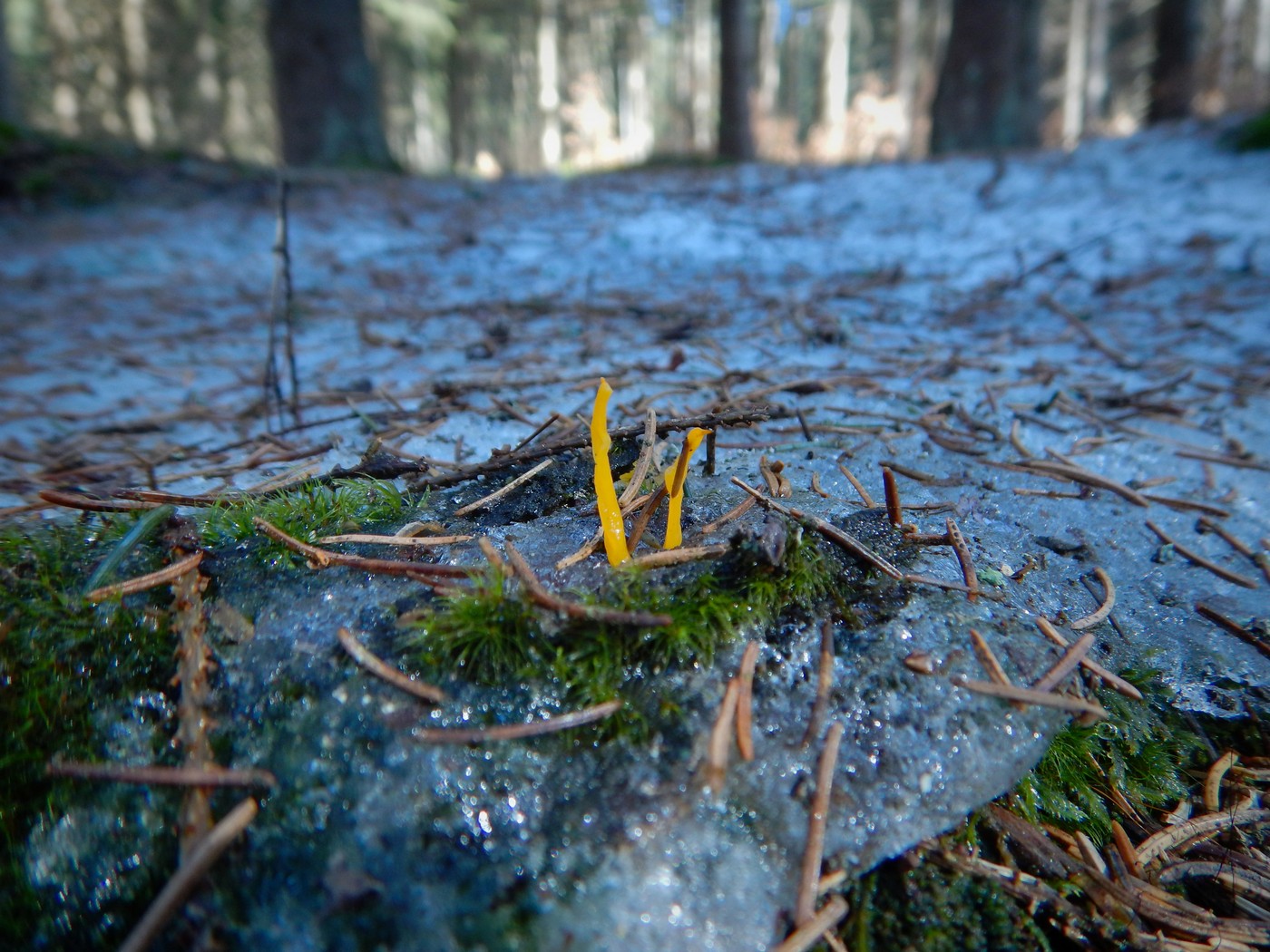 20250307 Myko Krkonose (18)