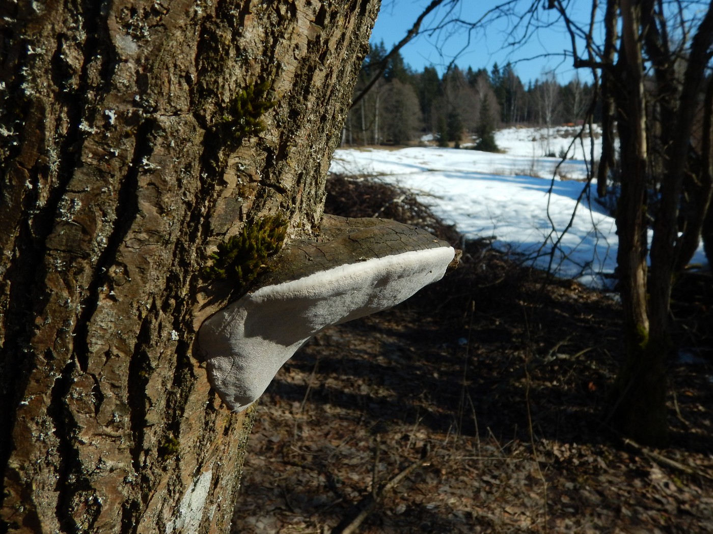 20250307 Myko Krkonose (48)