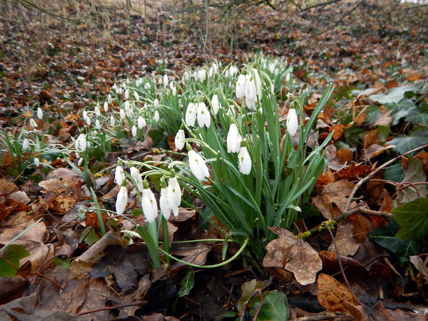 20250314 Myko Beroun (11)