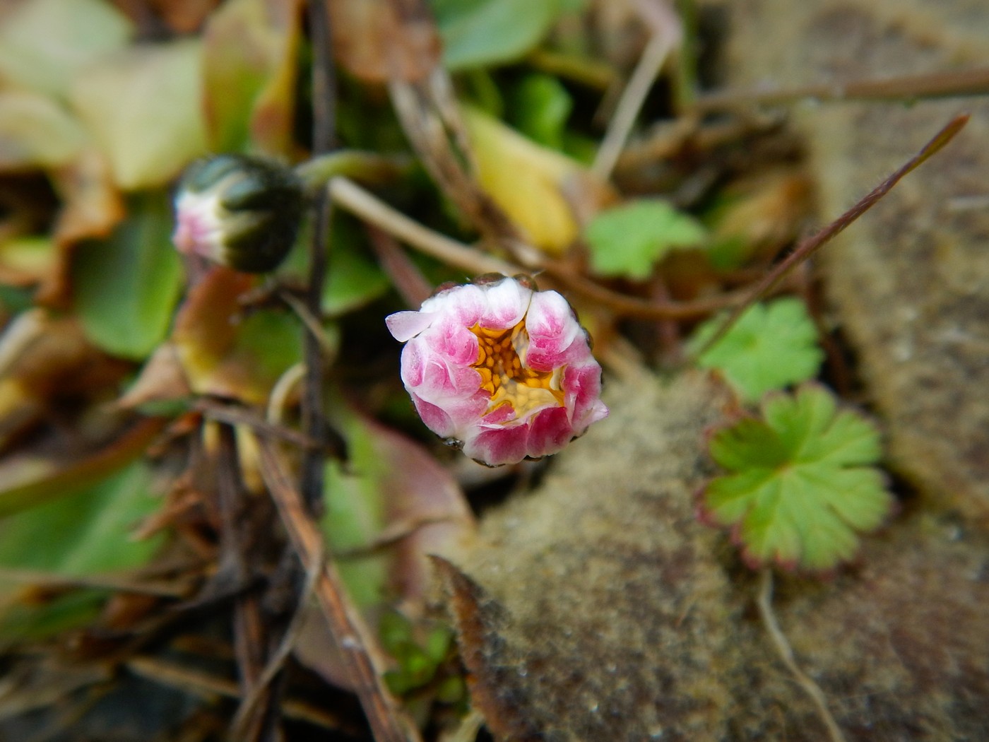20250314 Myko Beroun (14)