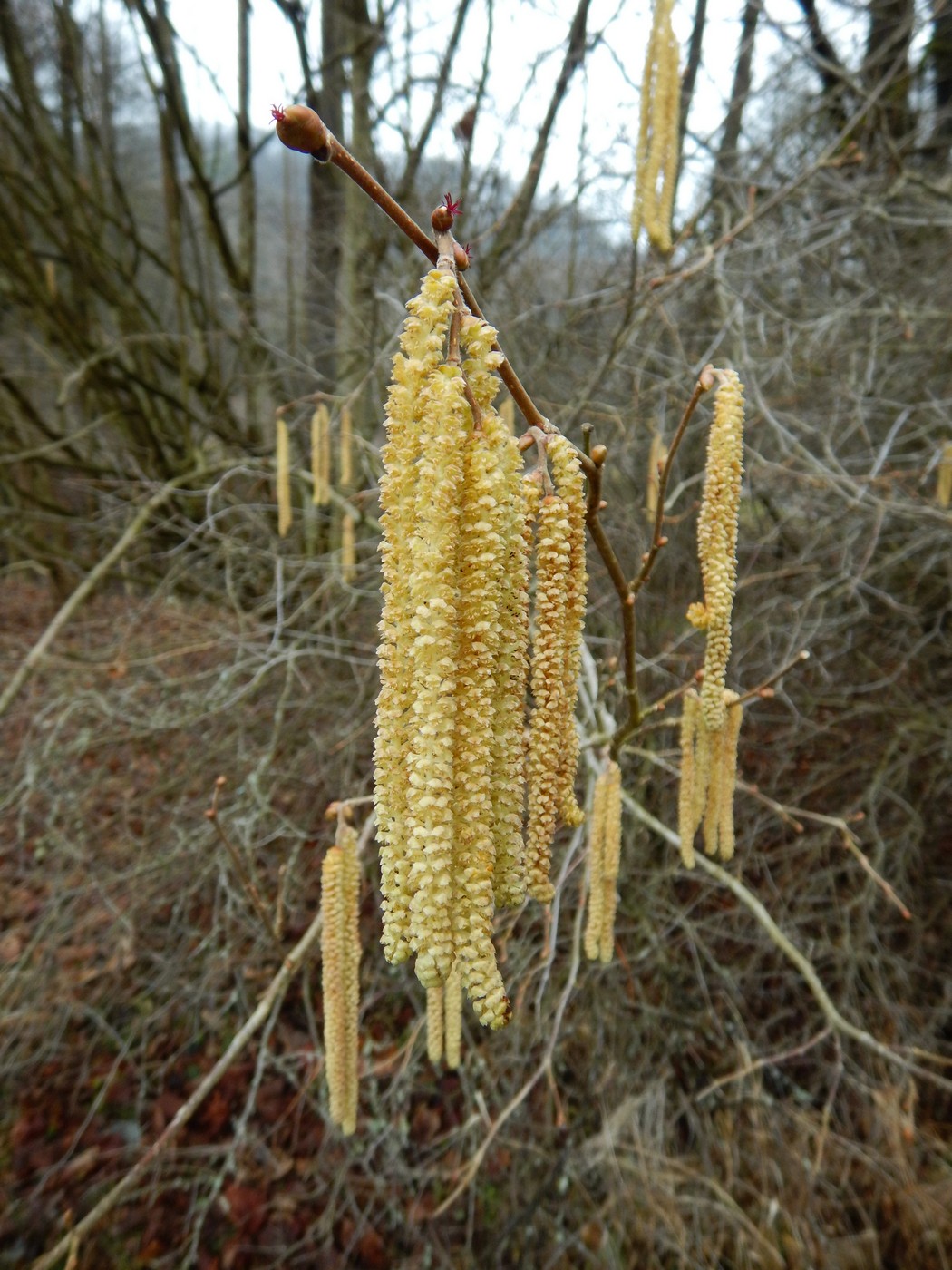 20250314 Myko Beroun (17)