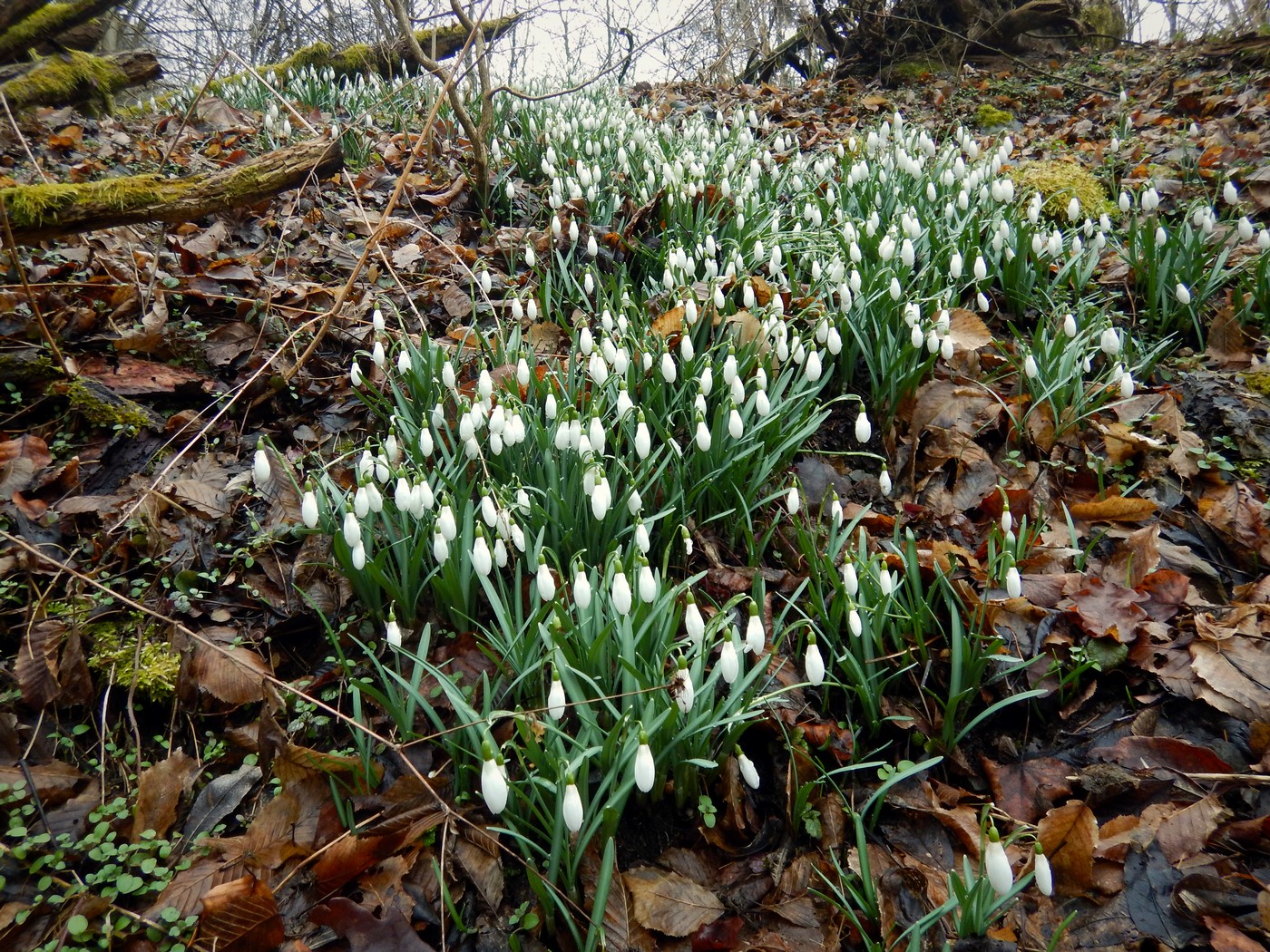 20250314 Myko Beroun (36)