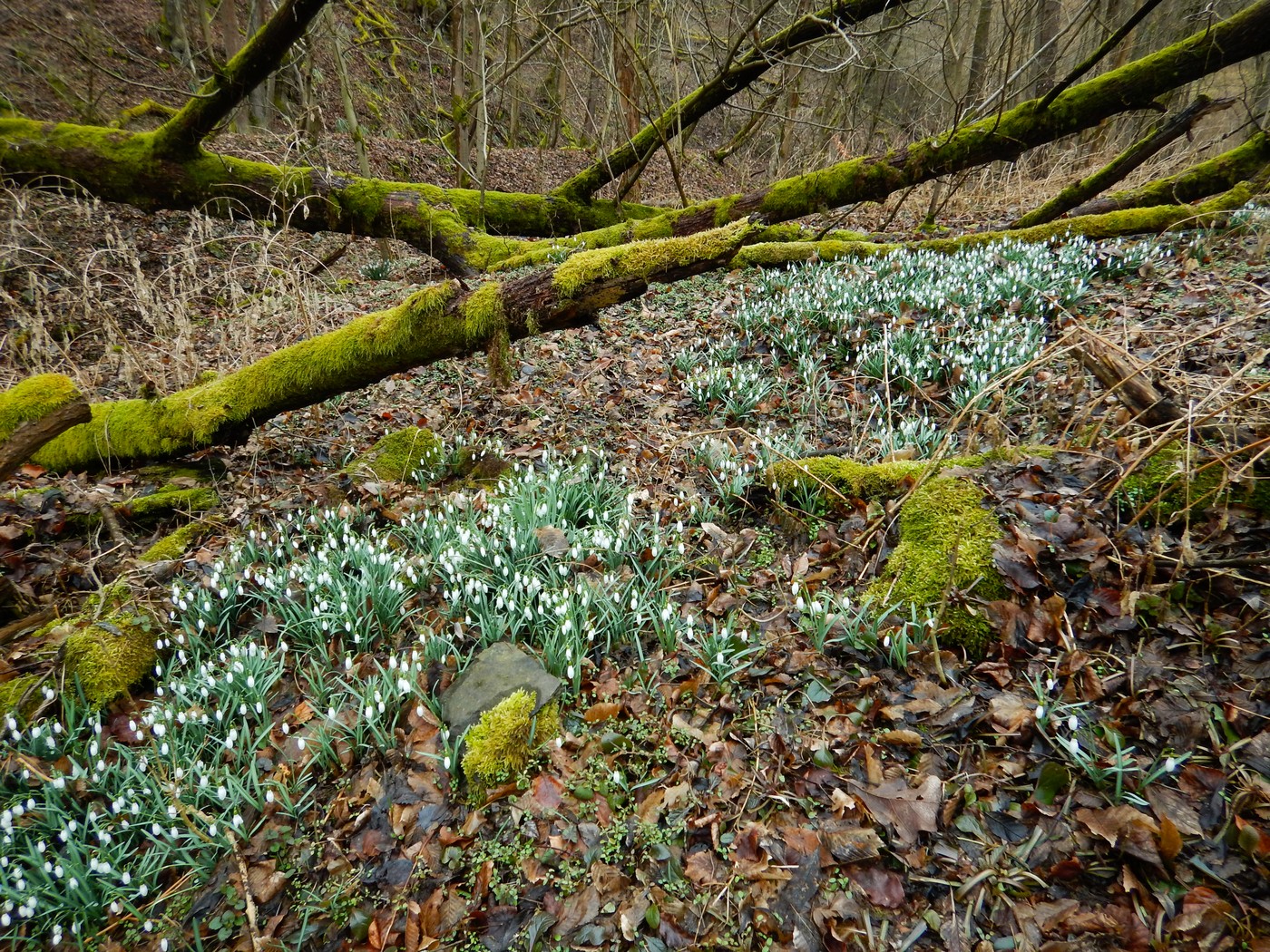 20250314 Myko Beroun (37)