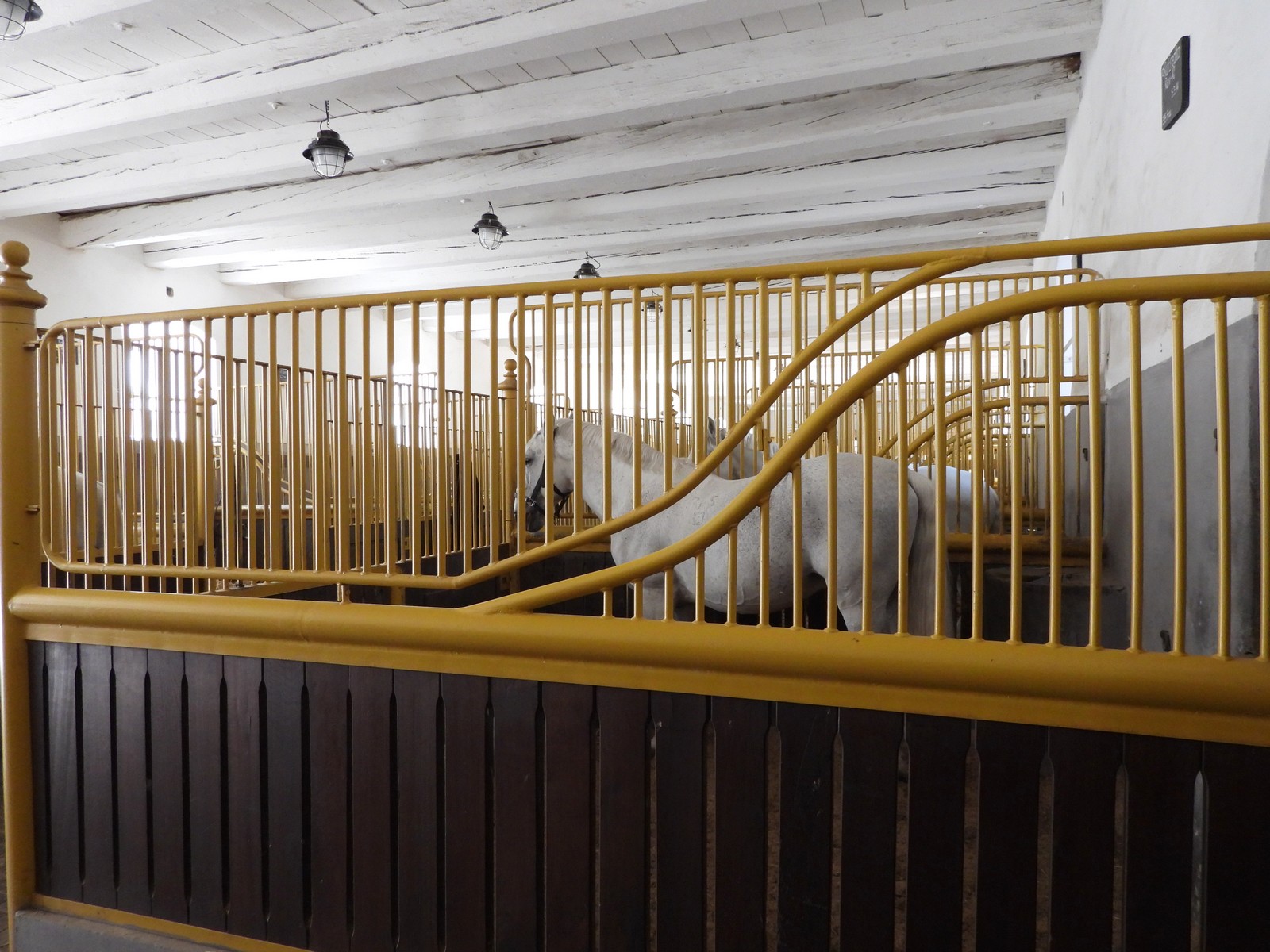 20240526-nh-kladruby--152-