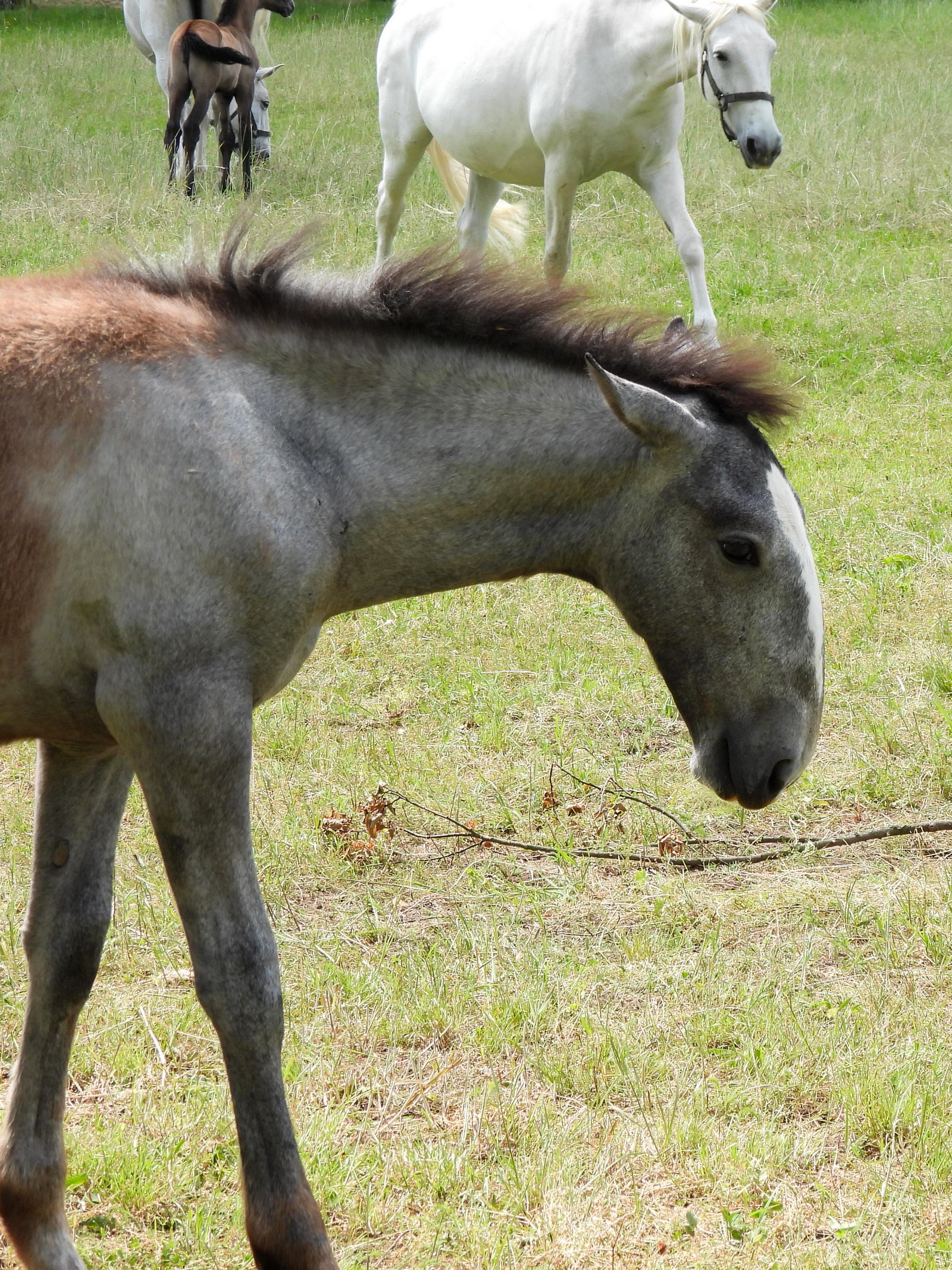 20240526-nh-kladruby--166-