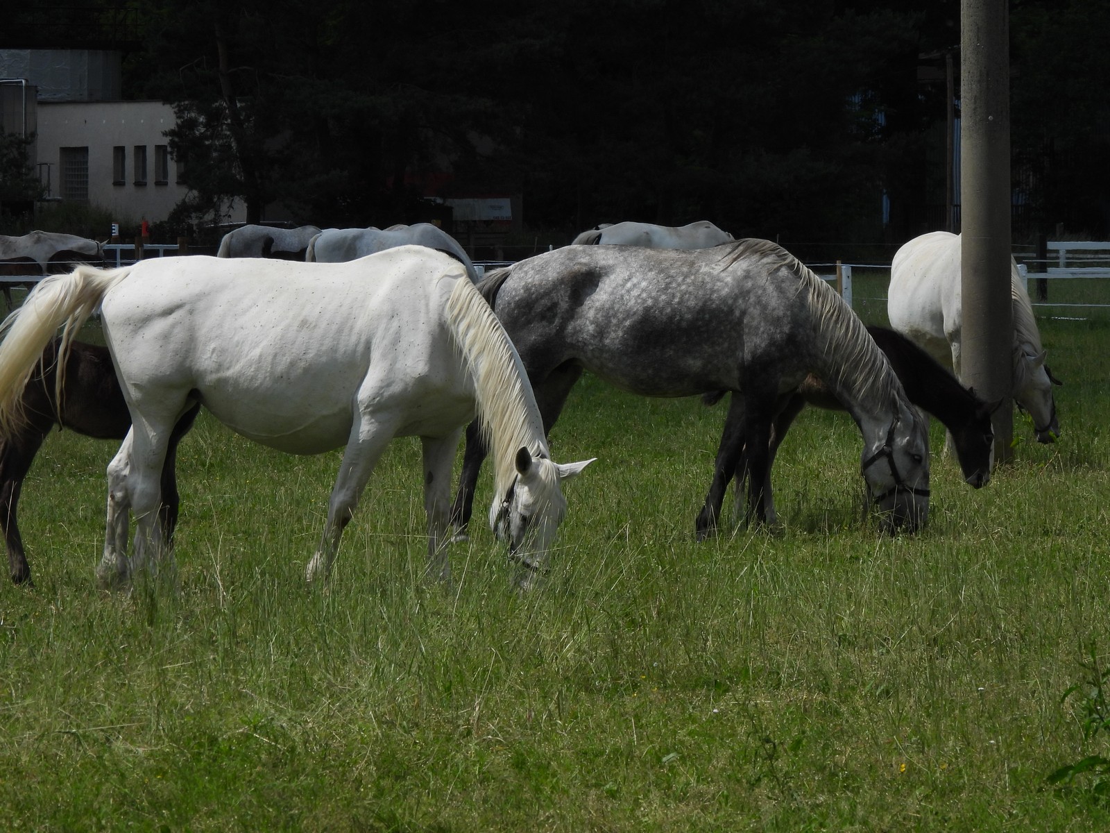 20240526-nh-kladruby--168-