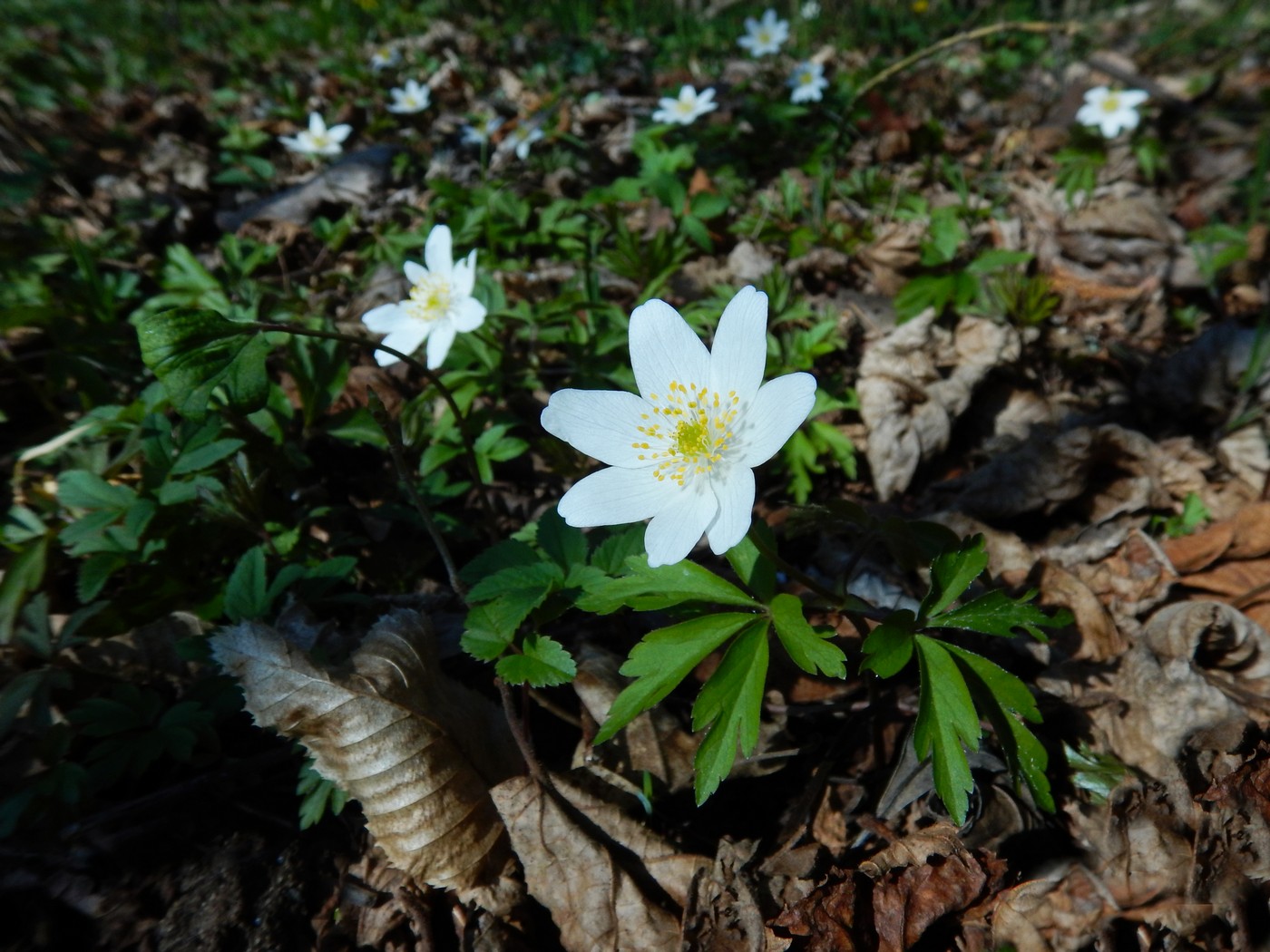 20250328 Beroun (24)