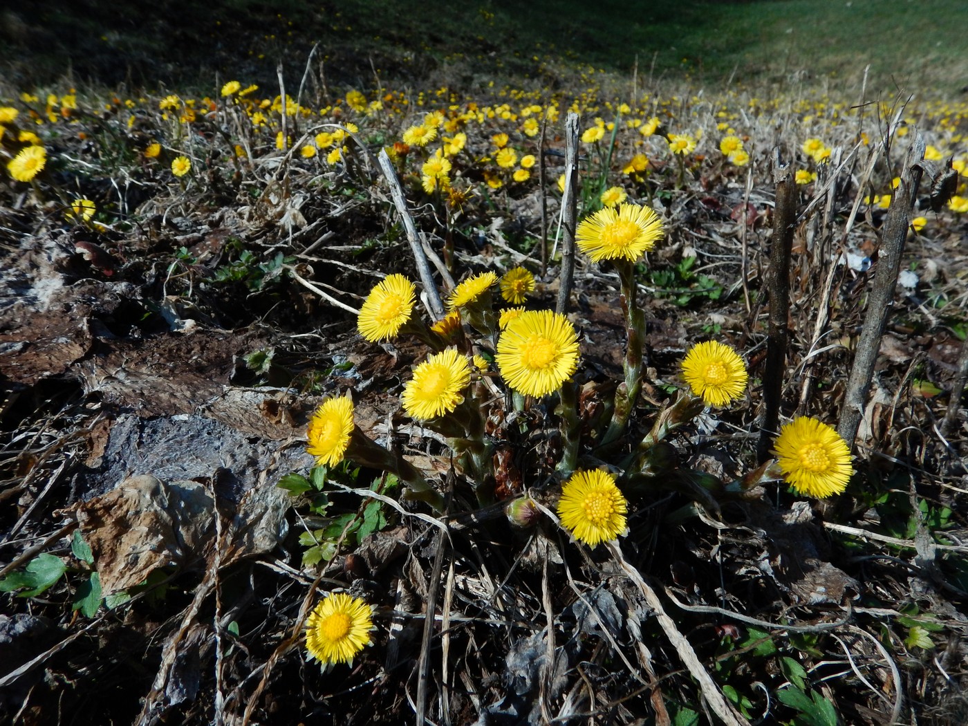 20250328 Beroun (25)