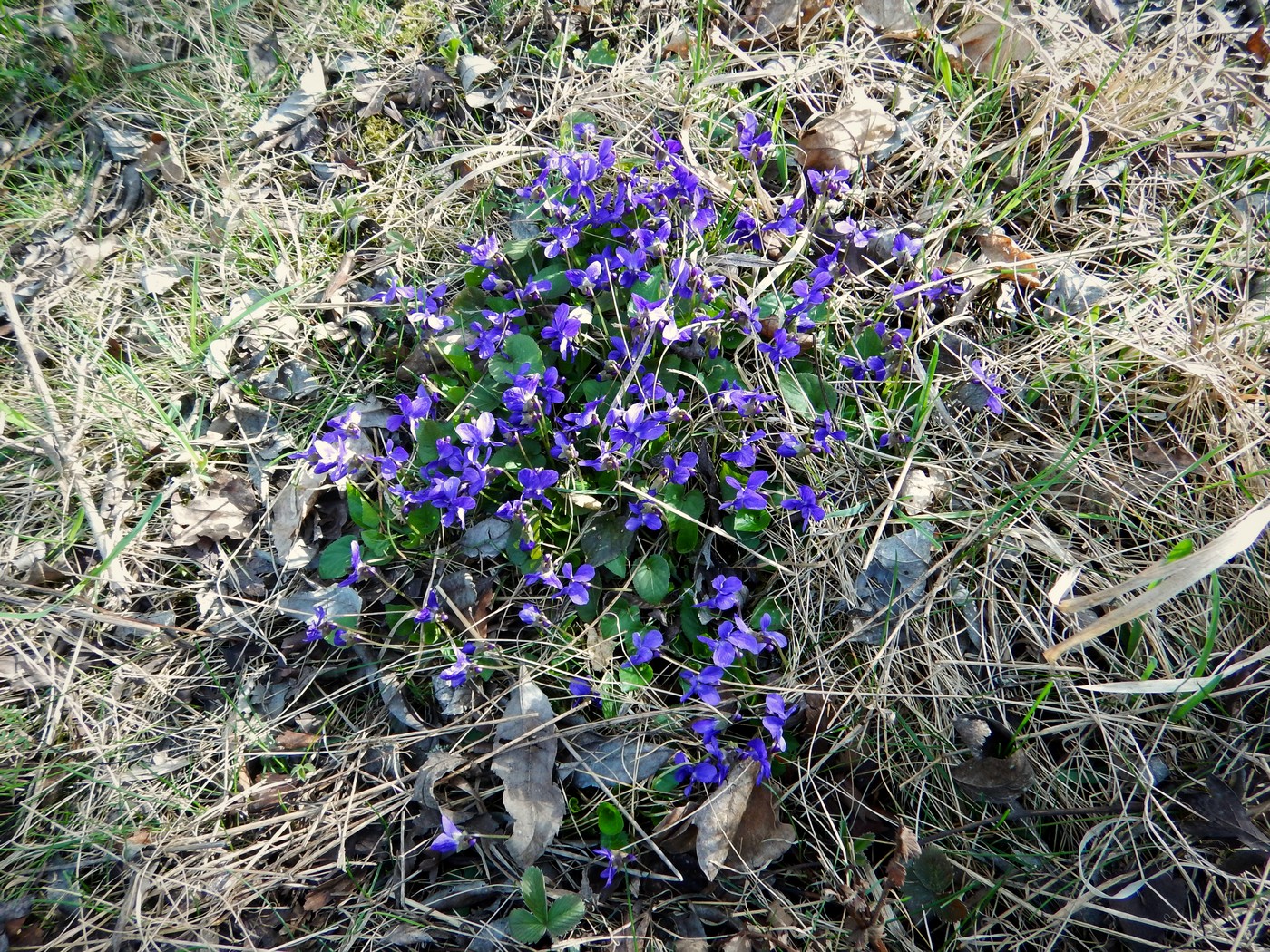 20250401 Prokopak (28)