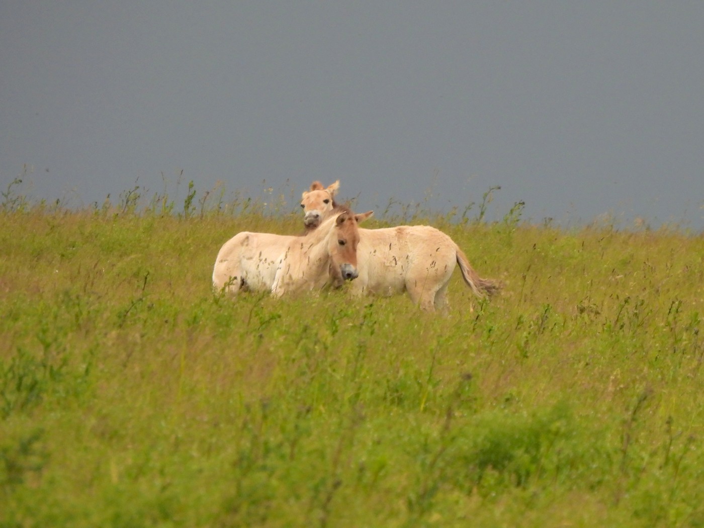 20250606 Prevalaci (18)